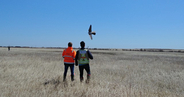 Drone bird in actie